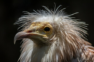 Portrait of Egyptian Vulture, Odd-looking, pale, medium-sized vulture with a bare, solemn-looking yellow face. The bill is narrow with a black tip