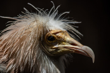 Portrait of Egyptian Vulture, Odd-looking, pale, medium-sized vulture with a bare, solemn-looking yellow face. The bill is narrow with a black tip
