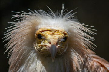Portrait of Egyptian Vulture, Odd-looking, pale, medium-sized vulture with a bare, solemn-looking yellow face. The bill is narrow with a black tip