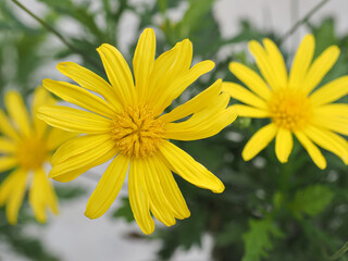 Yellow Euryops chrysanthemoides or golden African daisy flowers, close up. Argyranthemum shrub, Marguerite daisies or dill daisy bush is evergreen, composite, flowering plant in the Asteraceae family.