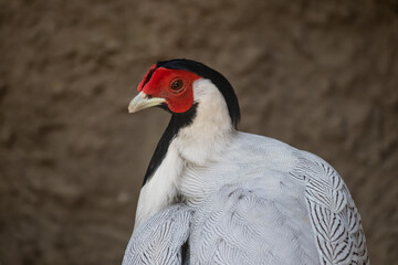 The white eared pheasant (Crossoptilon crossoptilon), also known as Dolans eared pheasant or Bee's pheasant in her natural habitat in African savannah, Imire national park 