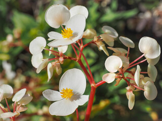 Wax Begonia or Dragon Wing, pure white flowers with yellow stamens and pink stems, close up....