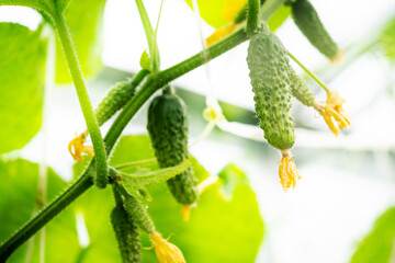 Green fresh cucumbers