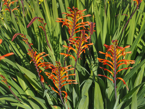 Chasmanthe floribunda, bright orange flowers and long narrow leaves, close up. 'African flag' is a perennial herbaceous ornamental and flowering plant in the iris family, Iridaceae.