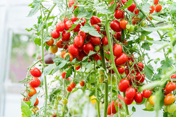 bunch of natural tomatoes