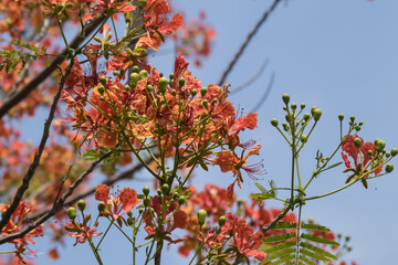 Red Flamboyant flower