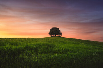Holm oak on top of the hill at sunset. Buonconvento, province of Siena, Tuscany