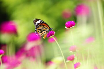 butterfly on a flower