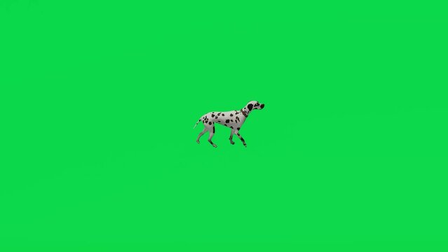 3D animation of guard dog on green screen caring and walking    