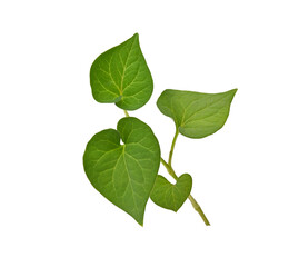 Plu Kaow leaf (Houttuynia cordata Thunb.) on transparent png