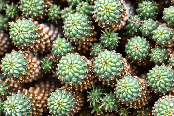 Fototapeta premium close up of cactus