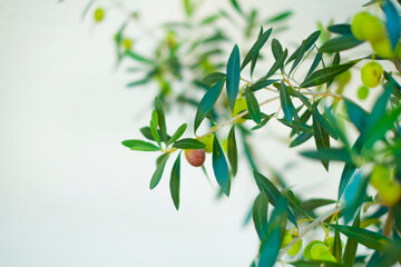 オリーブの実の色が変わる