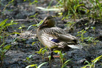 Female Duck in Mud