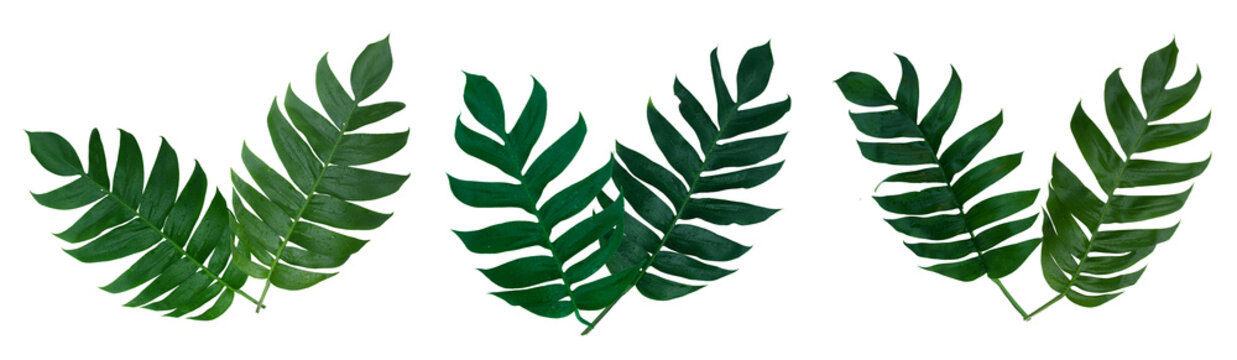 Monstera pinnatipartita leaves (Siam Monstera, Philodendron Silver Queen) large green leaves, hollow veins. White background, PNG file, isolated, transparent, water drop. On rainy season Thailand.