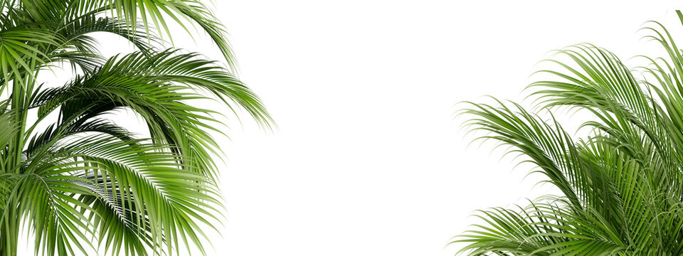 Palm tree leaves in 3d rendering isolated on white background