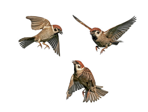 set of birds sparrows in flight on a white isolated background