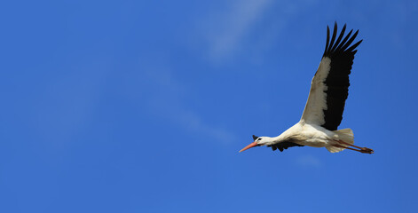 Flight of a stork in the blue sky. Horizontal banner
