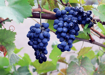 grapes on vine