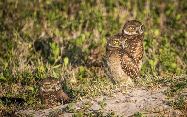 Three Burrowing Owls in Cape Coral Florida USA