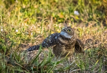 Burrowing Owl in Cape Coral Florida USA