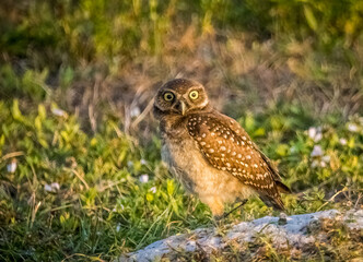 Burrowing Owl in Cape Coral Florida USA