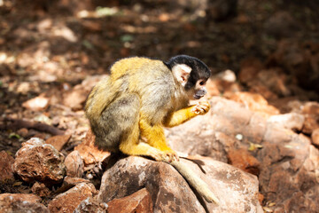 Common squirrel saimiri eating insect larvae in the monkey forest, Yotfat, Israel