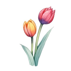 Fototapeta premium Water color beautiful blooming tulips