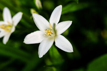 Fototapeta na wymiar close-up. White flower in the garden. macro photography. 
