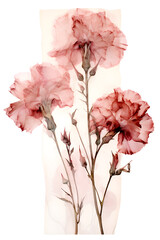 carnation pressed dried flowers in the style of watercolor on a white background - 2:3