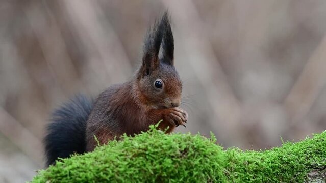 Red squirrel sits on dead wood overgrown with moss and eats hidden sunflower seeds, european red squirrel, january, north rhine westphalia, (sciurus vulgaris), germany