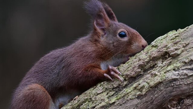 Red squirrel climbs on dead branch and eats hidden hazelnuts, close up, portrait, european red squirrel, january, north rhine westphalia, (sciurus vulgaris), germany