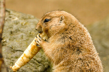 prairie dog eating