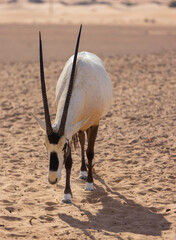 Oryx antelope roaming across the orange Dubai desert dunes