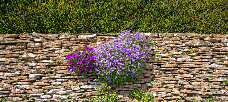 Campanula  purple and pink flowers on Cotswold dry stone wall - background image