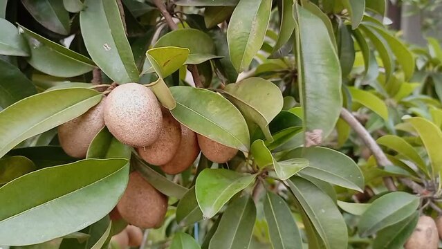4k footage of sapodilla fruit hanging on plant. Ultra HD footage of sapodilla fruit. sapodilla fruit hanging in air on the branch of tree against blurred background. With selective focus on subject.