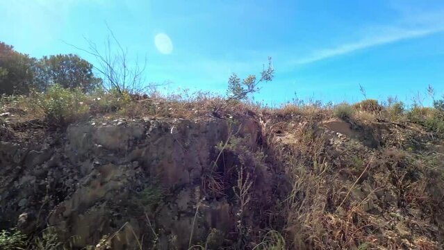 Portugal landscape with pine trees, cistus and lots of space with blue sky