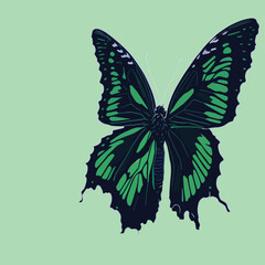 beautiful blue butterfly. vector