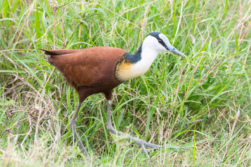 African Jacana (Actophilornis africanus) adult in wetland grass, Limpopo, South Africa