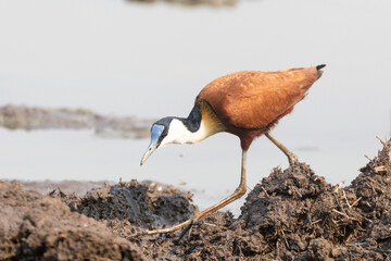 African Jacana (Actophilornis africanus) adult wading along a lake shore