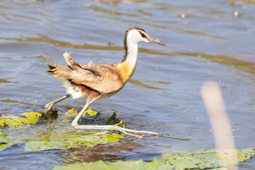 Juvenile African Jacana (Actophilornis africanus) walking on lily pads in a lake, Limpopo, South Africa