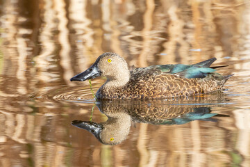 Male Cape Shoveler (Anas smithii / Spatula smithii), Vermont Salt Pan, Hermanus, Western Cape, South Africa