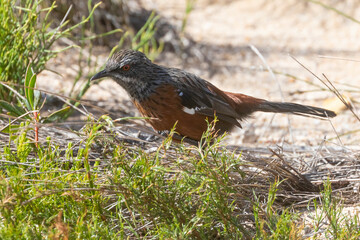 Cape Rockjumper (Chaetops frenatus), Rooiels, South Africa