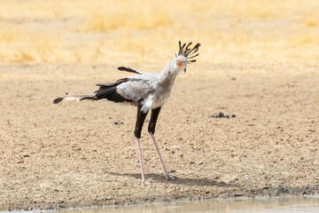 Secretarybird / Secretary Bird (Sagittarius serpentarius) Kgalagadi Transfrontier Park, Kalahari, Northern Cape, South Africa