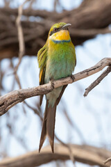 Swallow-tailed Bee-eater (Merops hirundineus hirundineus)  Kalahari, Northern Cape, South Africa