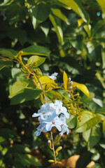 Inicio de la primavera. Flores azules resplandecen bajo el sol. 