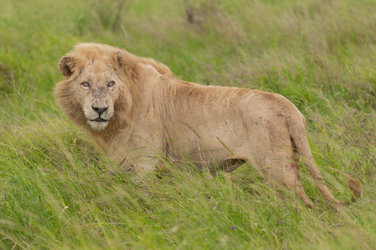 African lion - Panthera leo, white lion Casper walking in grass. Photo from Kruger National Park in South Africa close to Satara Rest Camp.