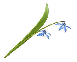 Blue scilla flowers and leaf isolated on white  or transparent background