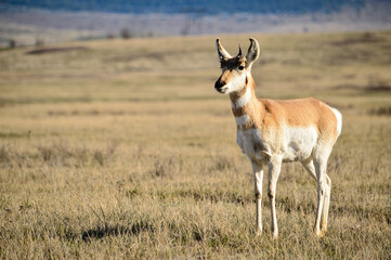 Majestic Pronghorn