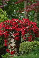 Rhododendronbüsche in Blüte im Park
