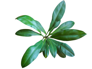 beautiful green philodendron crassinervium tropical plant isolated. PNG transparency